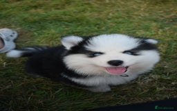 Pomsky dogs for sale: Genuine F4 Pomsky puppies (Health tested parents)  - Image 10