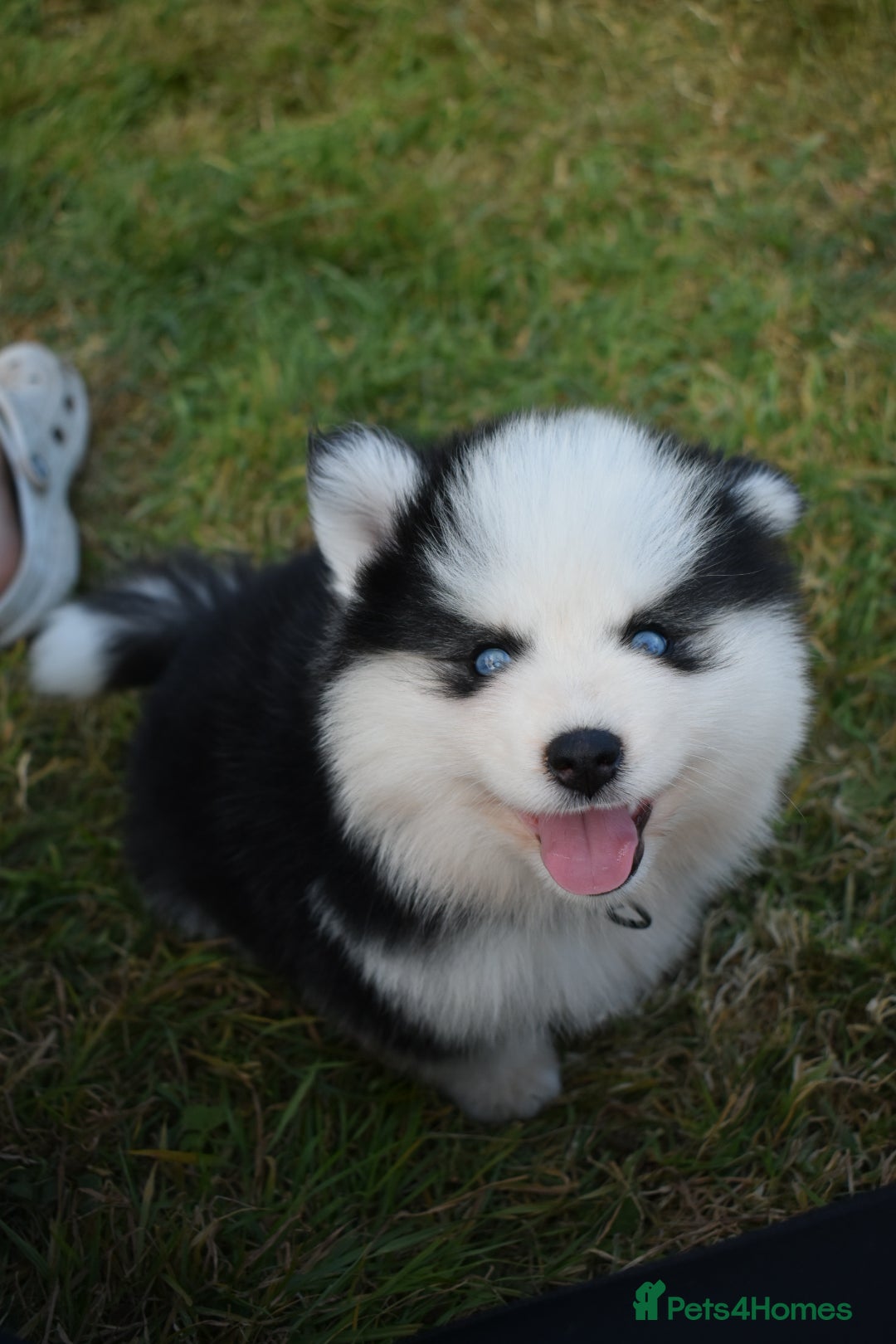 Pomsky dogs for sale: Genuine F4 Pomsky puppies (Health tested parents)  - Image 10