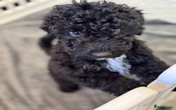 Cockapoo dogs for sale: Beautiful Cockapoos Full Health Tested  - Image 14