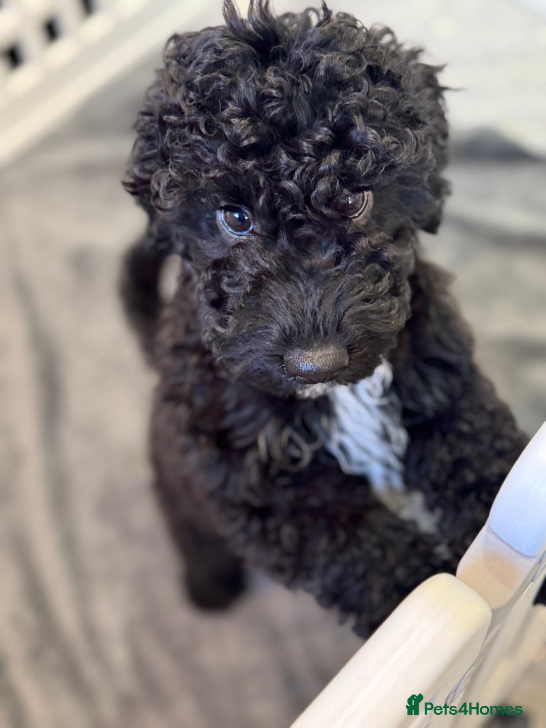 Cockapoo dogs for sale: Beautiful Cockapoos Full Health Tested  - Image 14