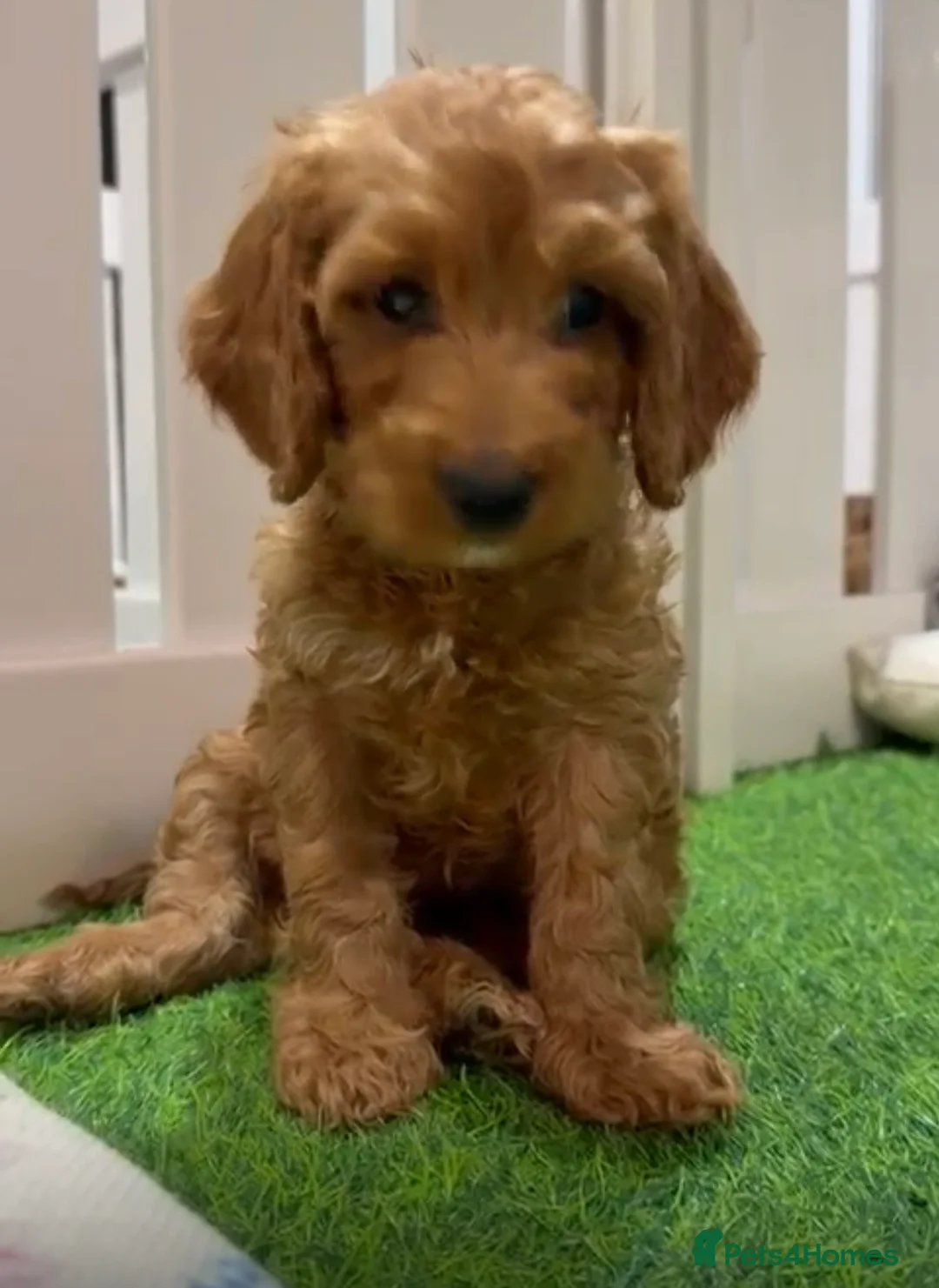 Cockapoo dogs for sale: Stunning 🐶 Cockapoo Puppies - Advert 3