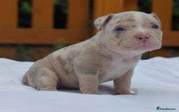 American Bully dogs for sale: REDUCED ABKC QUALITY MICROS - Image 9