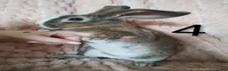 Rex rabbits for sale: 4 baby female Rex's - Advert 19