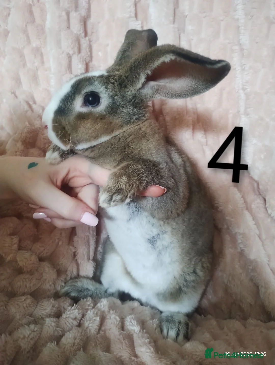 Rex rabbits for sale: 4 baby female Rex's - Advert 19