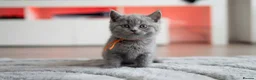 British Shorthair cats for sale: Beautiful British Shorthair Kittens - Advert 7