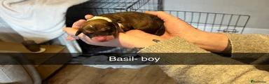 Basil