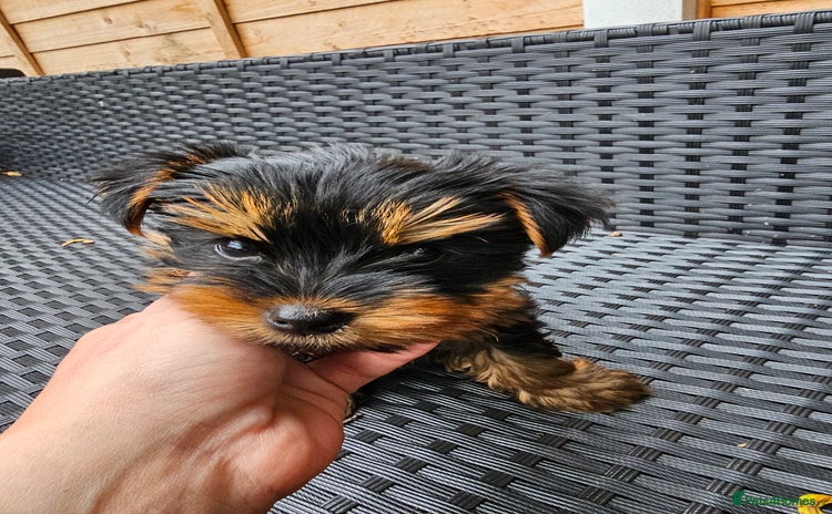 Yorkshire Terrier dogs - Advert 2