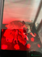 French Bulldog dogs Full fluffy frenchies - Advert 2