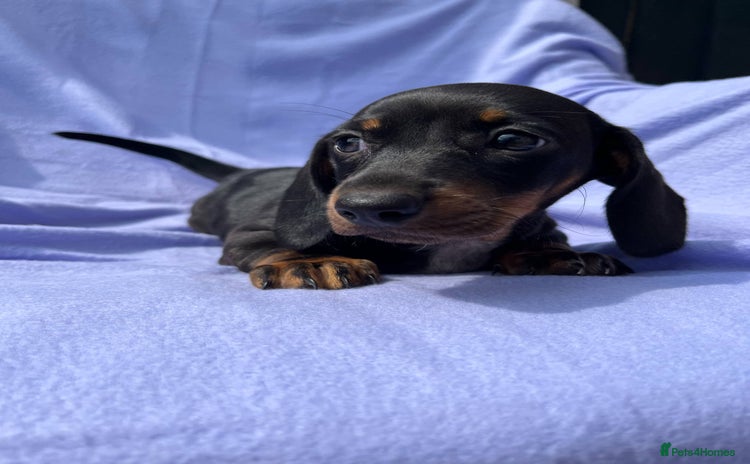 Dachshund dogs - Advert 2