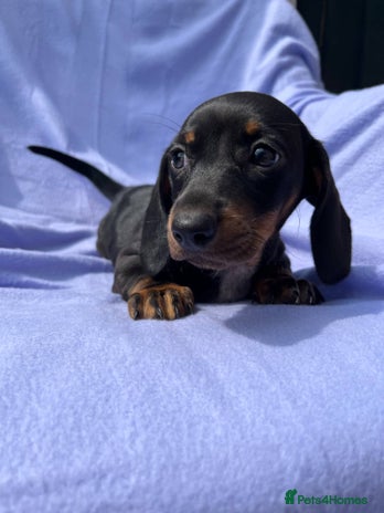 Dachshund dogs - Advert 2