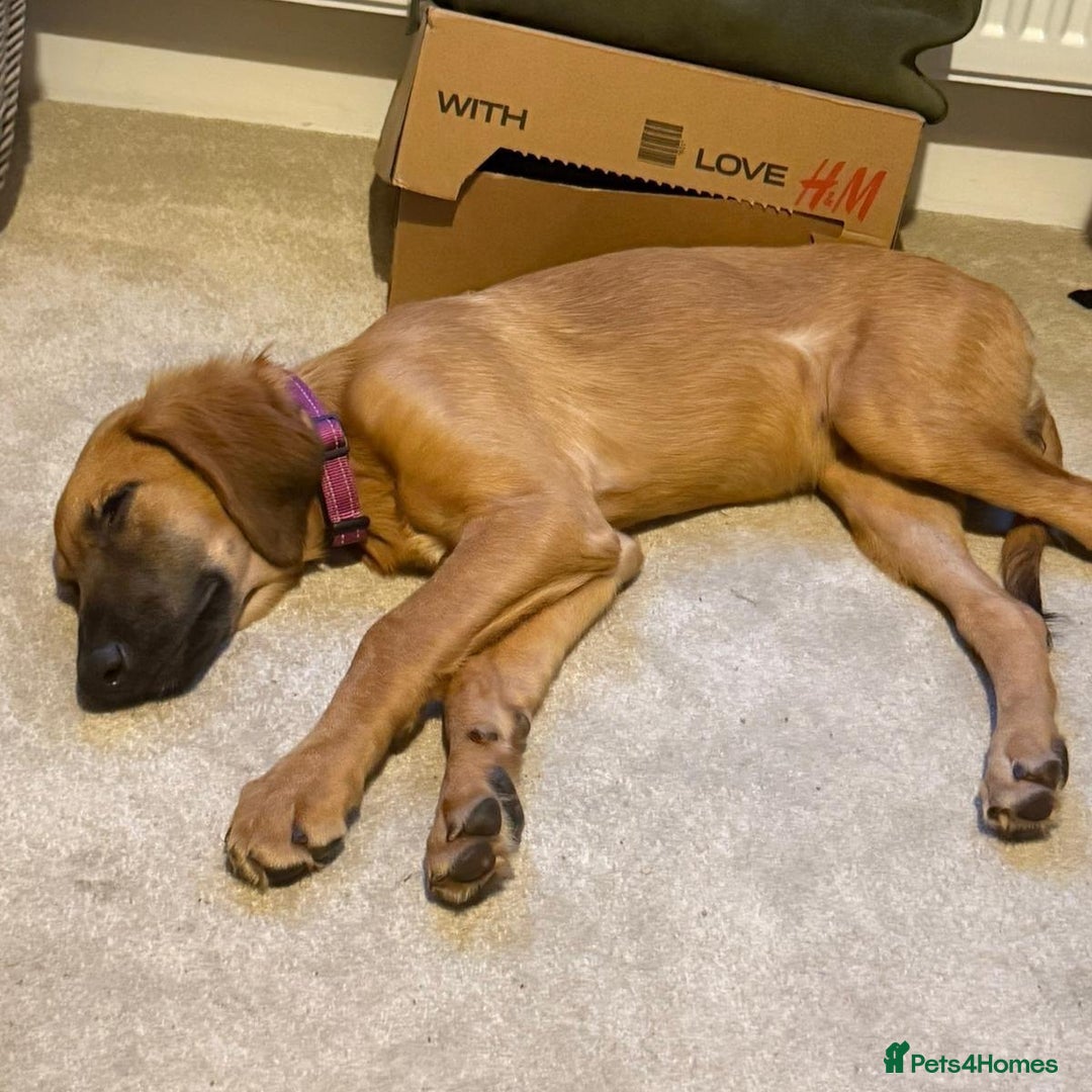 Mixed Breed dogs for adoption: Wren (Hound/Shepherd mix) - Image 12