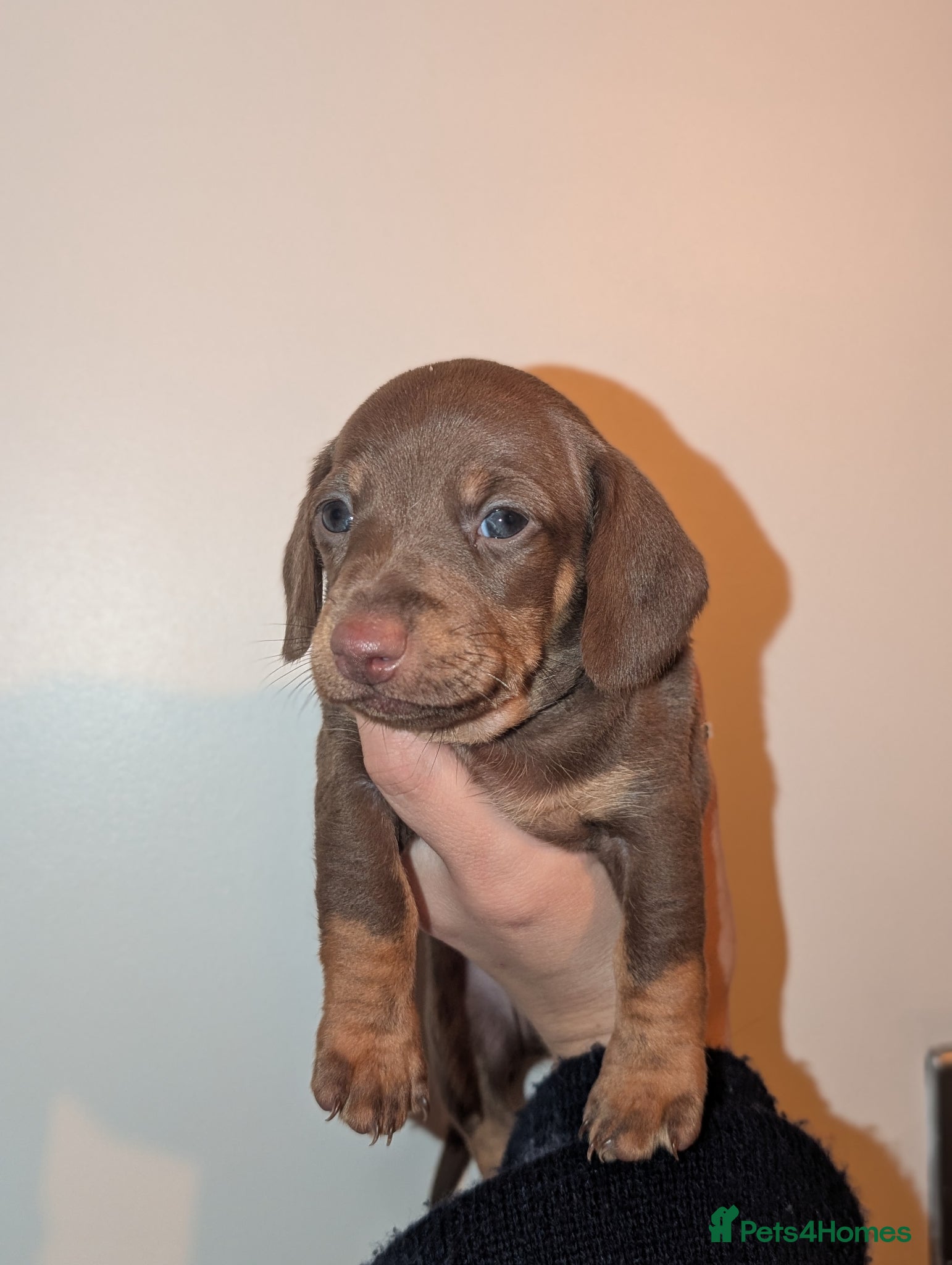 Miniature Dachshund dogs for sale: Longhaired and smooth miniature dachshunds  - Advert 12