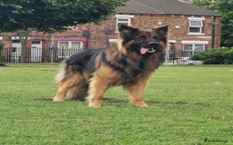 German Shepherd dogs for stud: KC registered beautiful stud in Rochdale - Image 1