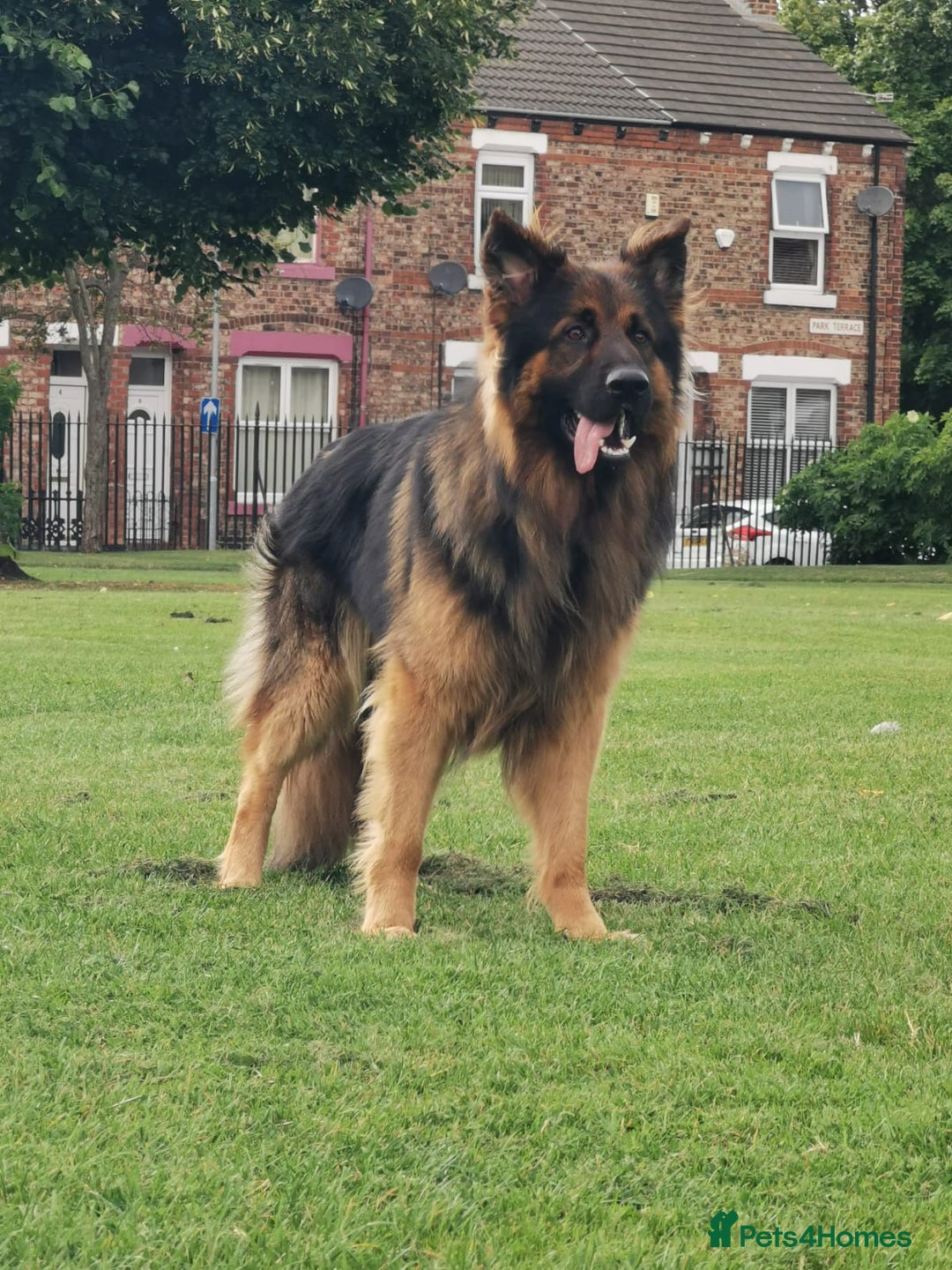 German Shepherd dogs for stud: KC registered beautiful stud in Rochdale - Image 1