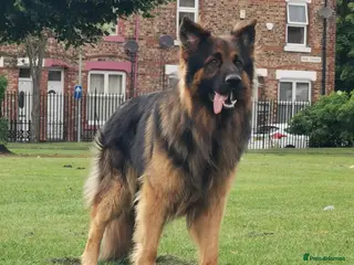 German Shepherd dogs KC registered beautiful stud in Rochdale - Advert 1