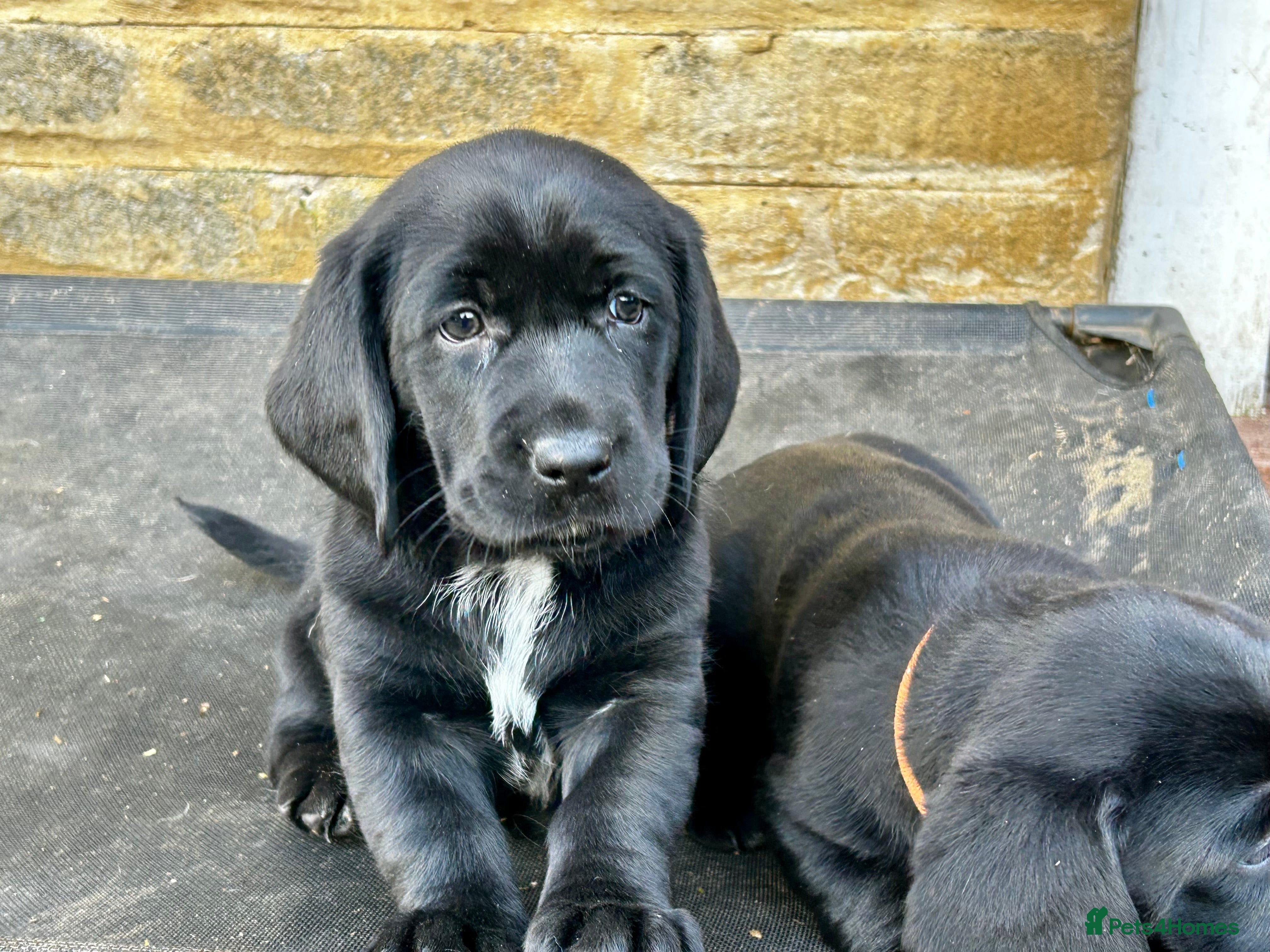 Mixed Breed dogs Basset x Labrador ( Bassador)  - Advert 2