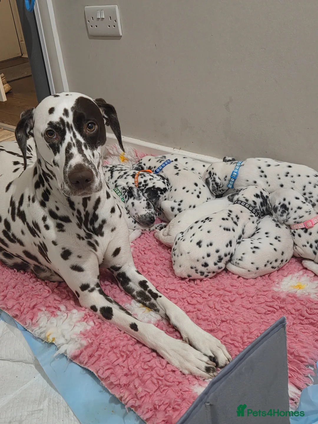 Dalmatian dogs for sale: 6 available friendly intelligent pups 😍 10.5.26 - Advert 1