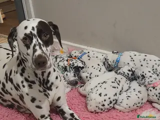 Dalmatian dogs Friendly intelligent Dalmatians 😍 Ready 10th May - Advert 2