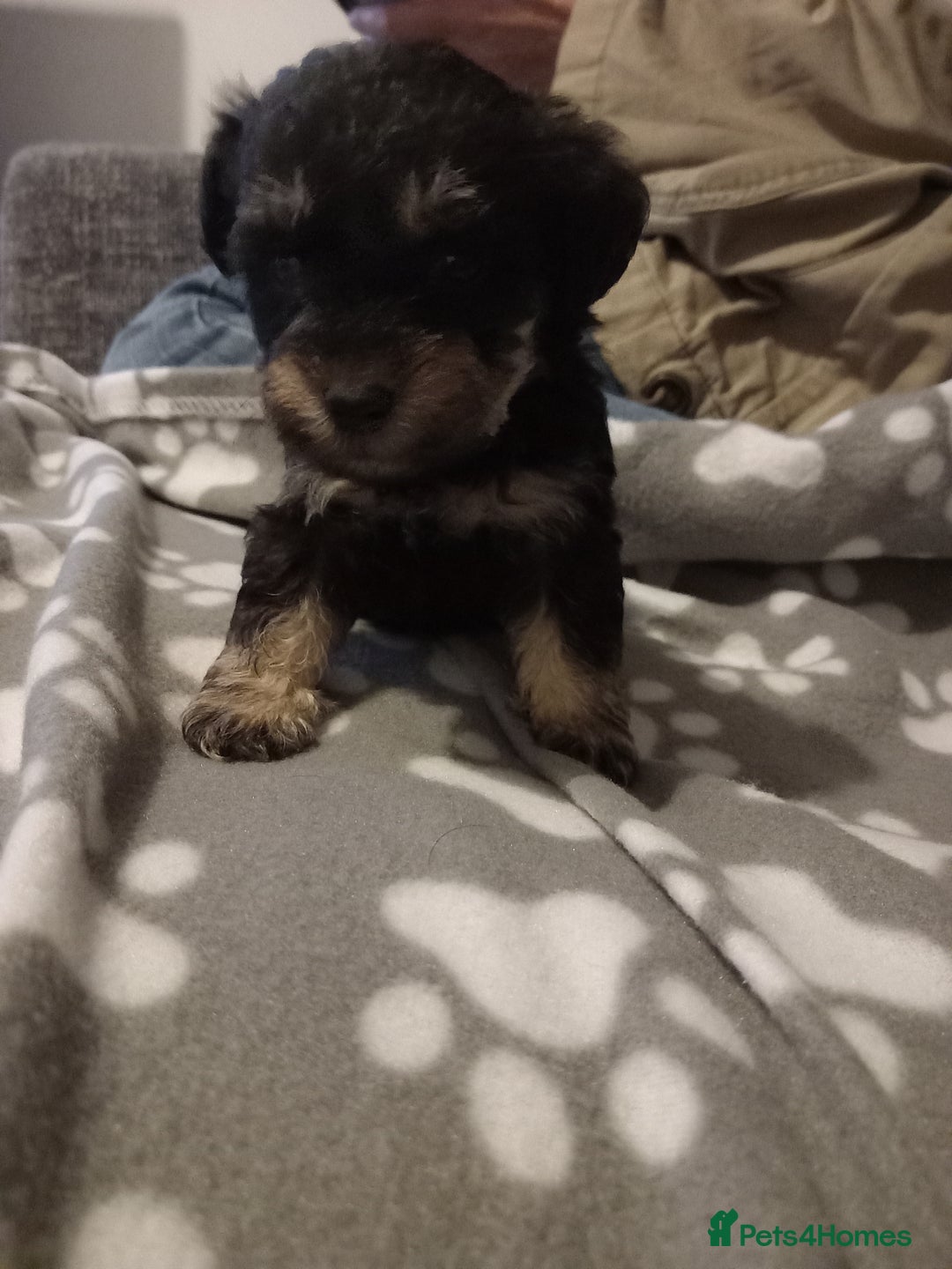 Mixed Breed dogs for sale: TOY SHNOODLES READY 21 DEC - Advert 18