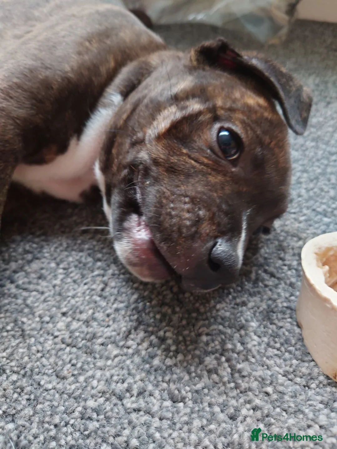 Staffordshire Bull Terrier dogs for sale: Pedigree Staffordshire Bull Terrier male puppy - Advert 2