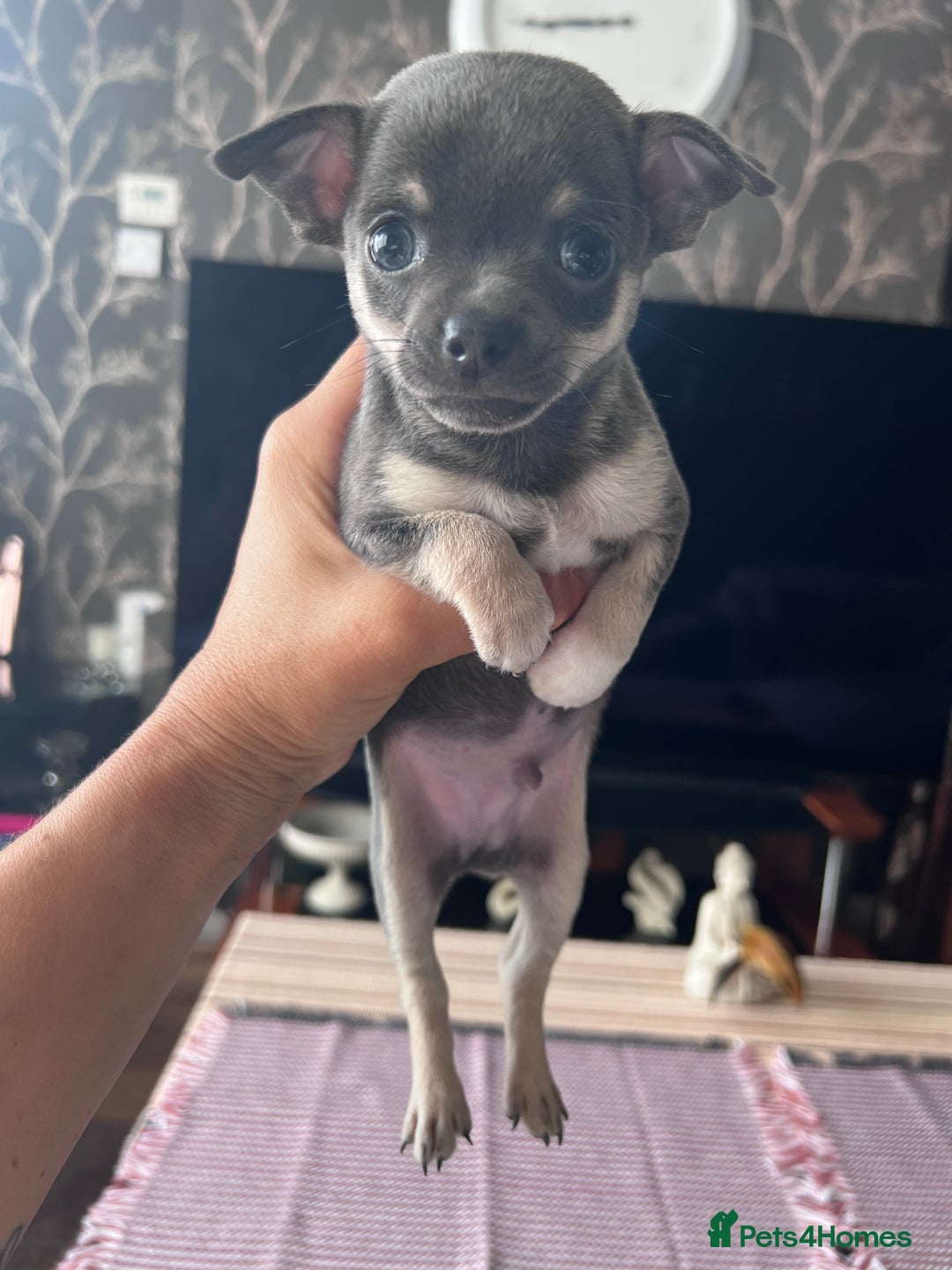 Chihuahua dogs for sale: Adorable apple head short coat chihuahua puppies.  - Image 20