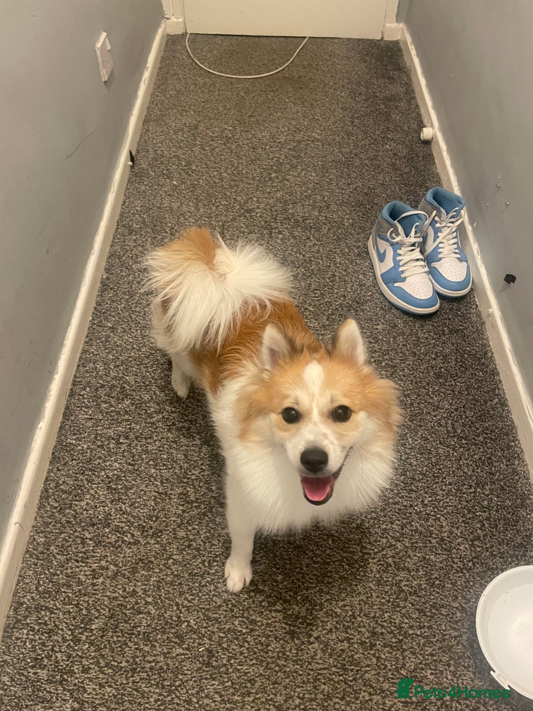 German Spitz dogs for sale: 🐾 10-Month-Old German Spitz Puppy - Image 2