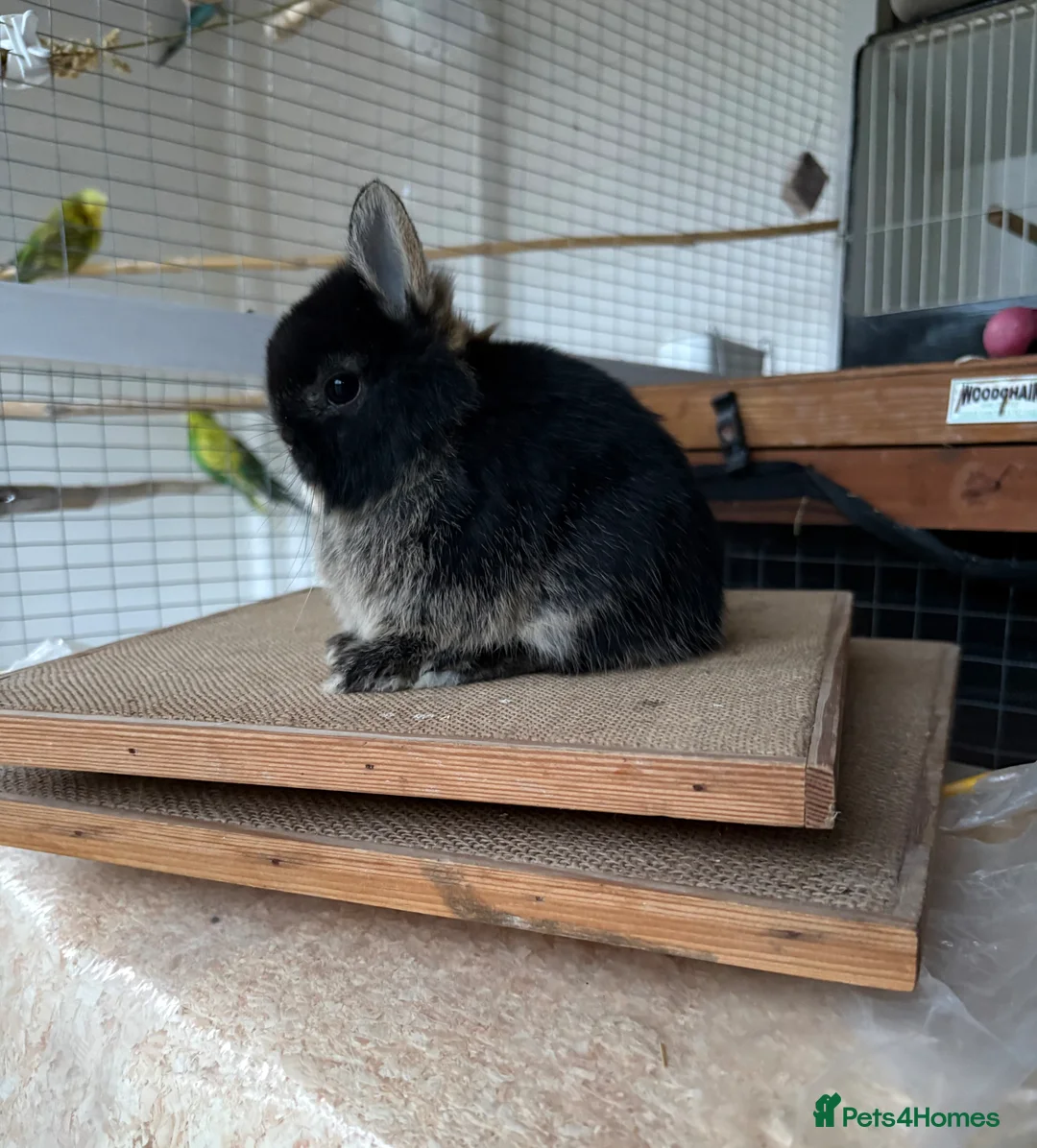 Netherland Dwarf rabbits for sale: Pure Netherland dwarfs for sale  - Advert 6