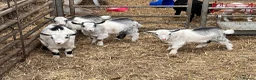 Goats livestock for sale: 12 week old castrated and dehorned Pygmy goats  - Advert 3