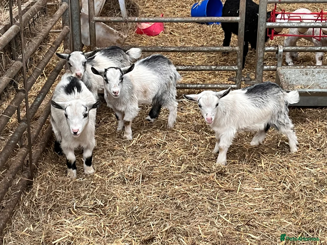 Goats livestock for sale: 12 week old castrated and dehorned Pygmy goats  - Advert 3