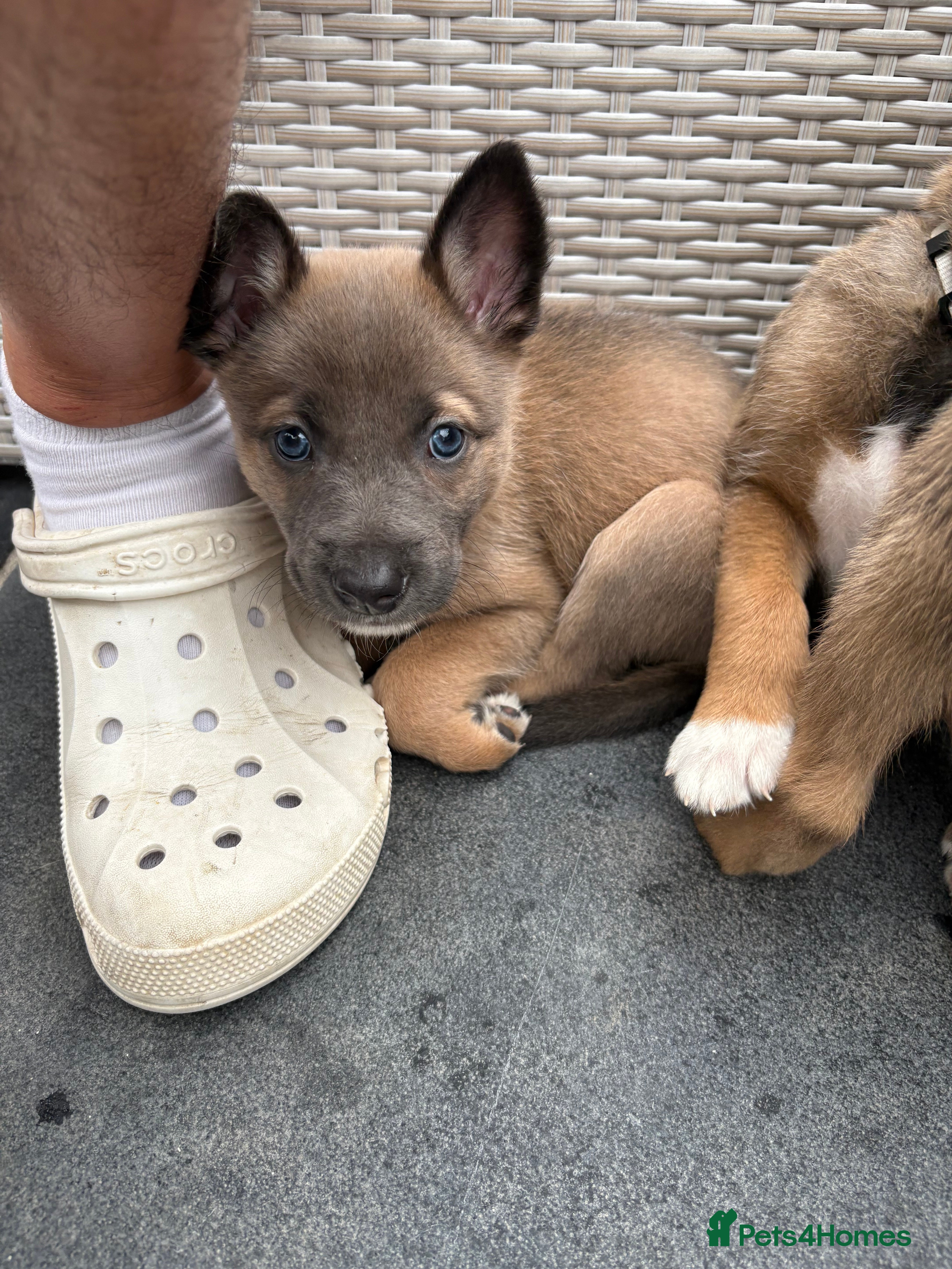 Mixed Breed dogs Border collie x Belgian Malinois 🌟1 left!!  - Advert 15
