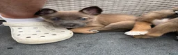 Mixed Breed dogs for sale: Border collie x Belgian Malinois  - Advert 2