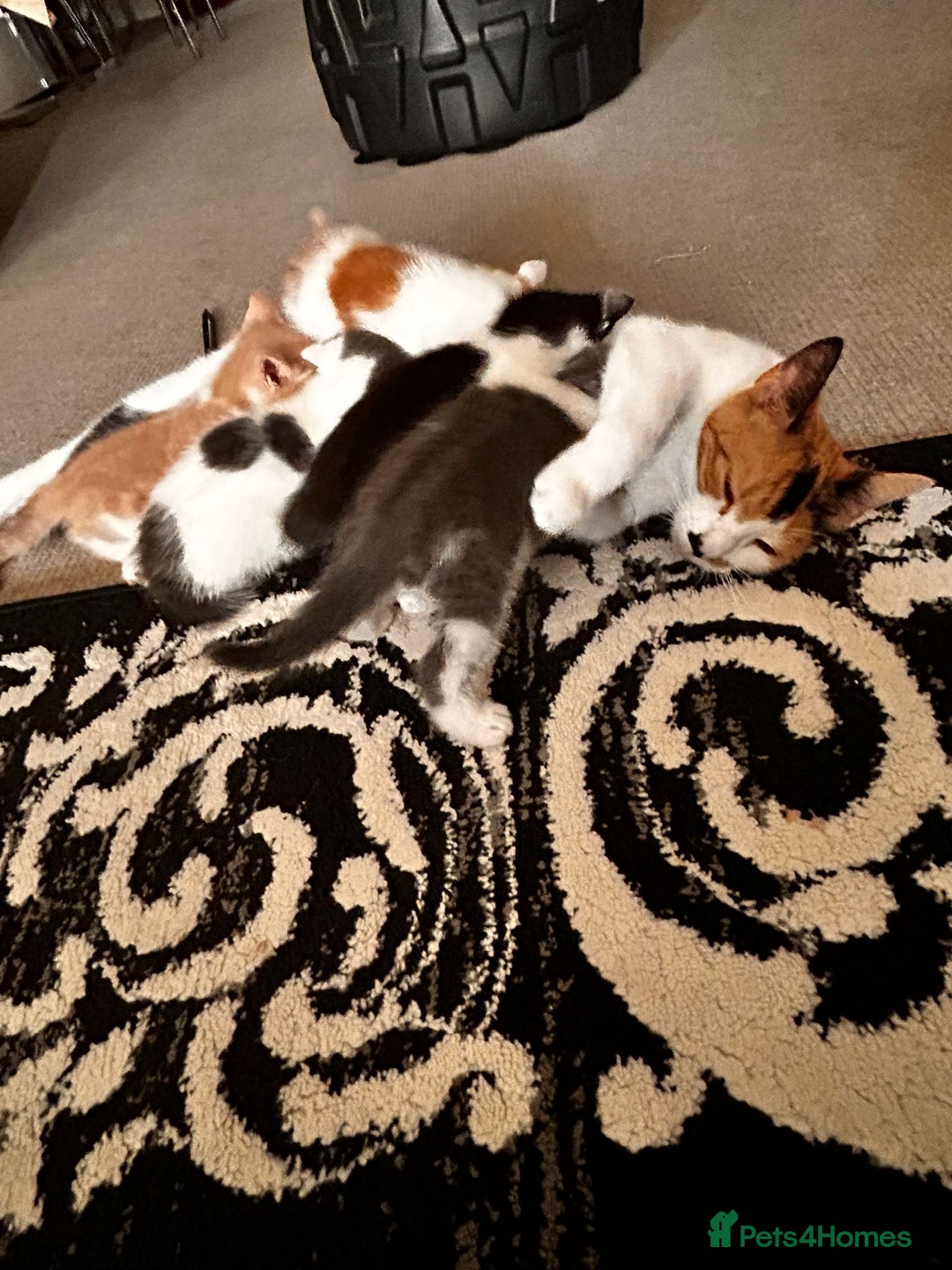 Mixed Breed cats for sale: Kitten for sale Luton/dunstable - Image 7