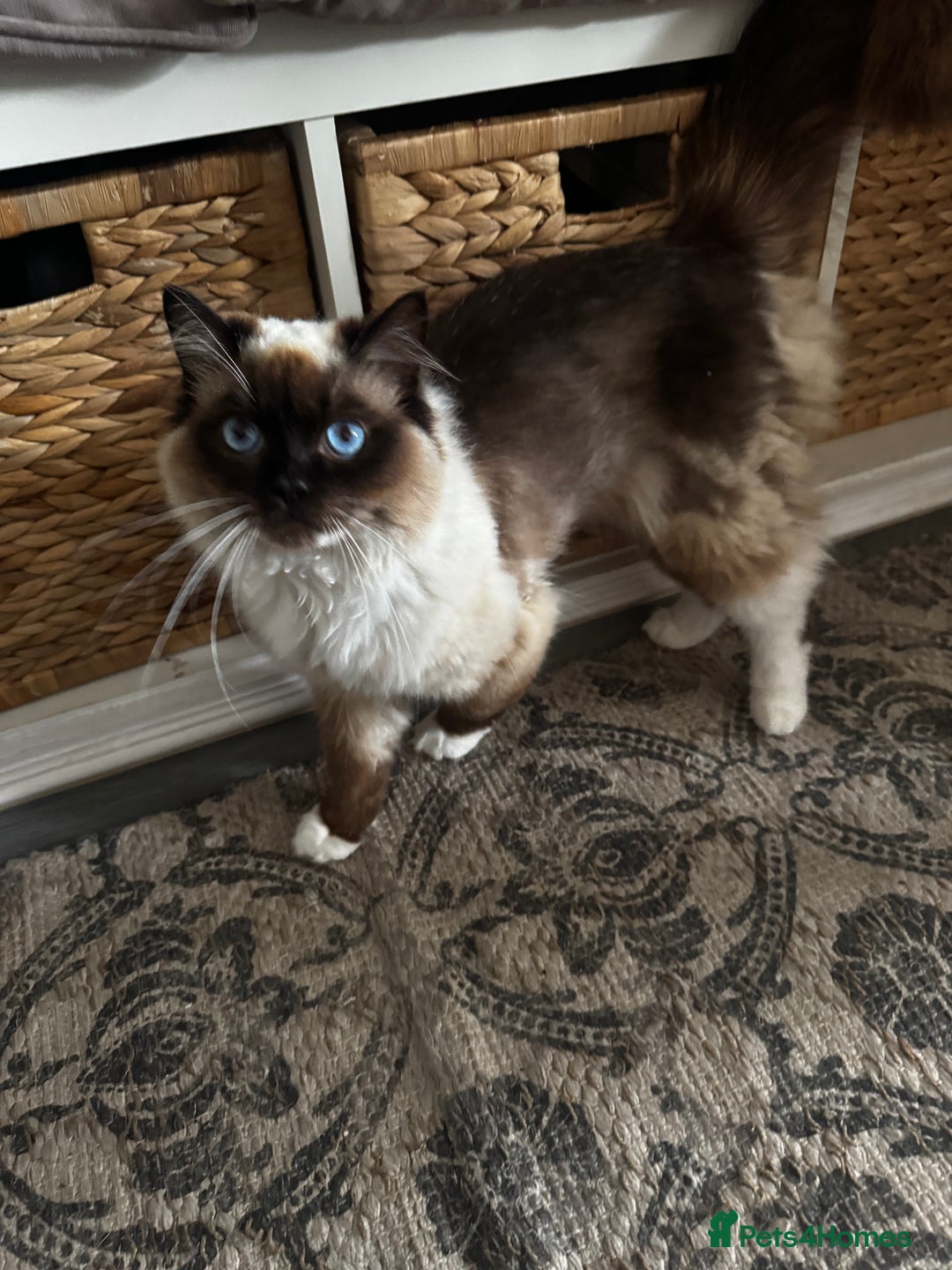 Ragdoll cats for sale: Ragdoll male unusual  - Image 2
