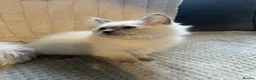 Ragdoll cats for sale: TICA REGISTERED RAGDOLL KITTENS  - Advert 4