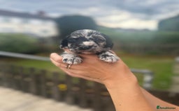 Cockapoo dogs for sale: Stunning f1b cockapoo puppies!!  - Image 8