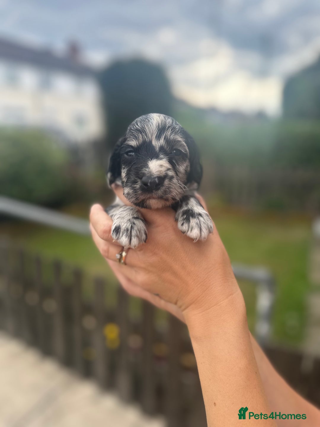Cockapoo dogs for sale: Stunning f1b cockapoo puppies!!  - Image 8
