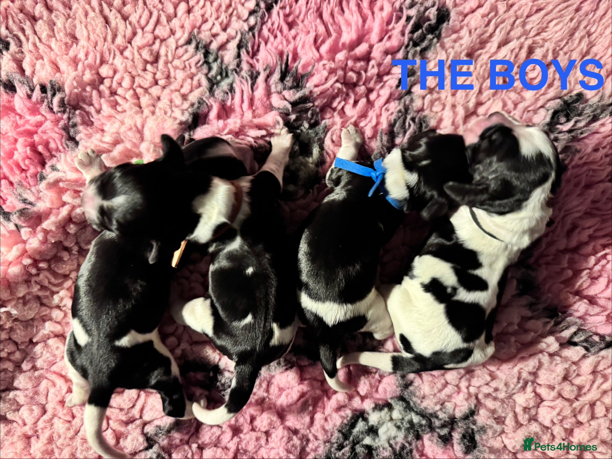 Cocker Spaniel dogs Outstanding Show Type Cocker Spaniel puppies  - Advert 2