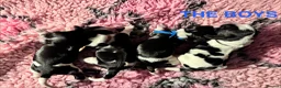 Cocker Spaniel dogs for sale: Outstanding Show Type Cocker Spaniel puppies  - Advert 2