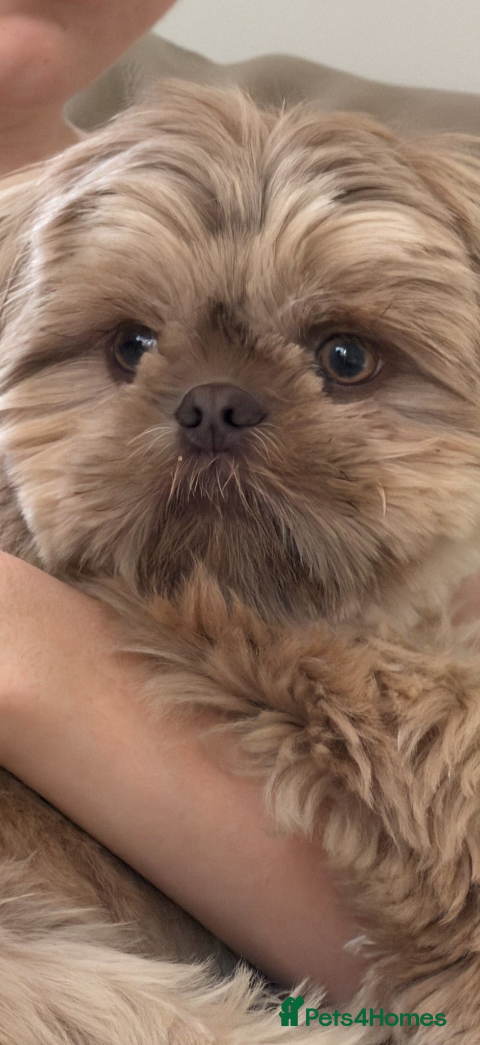 Shih Tzu dogs Beautiful lavender shihtzu with rare liver nose  - Advert 1
