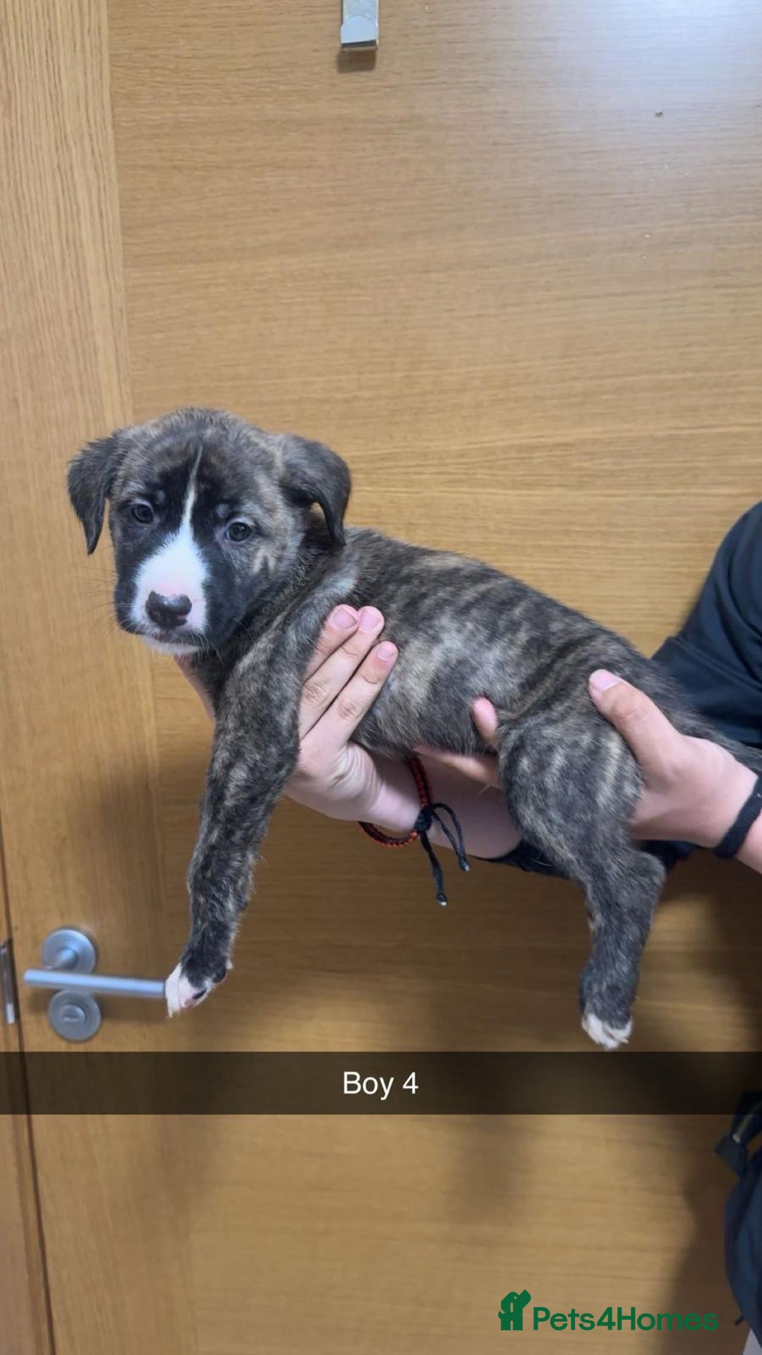 Mixed Breed dogs for sale: Puppies for sale  - Image 7