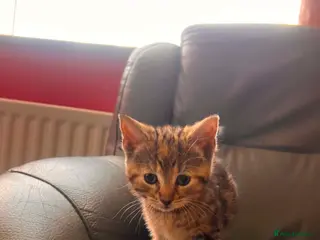 Mixed Breed cats 6 kittens for sale - Advert 4
