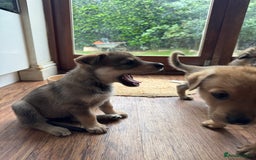 Mixed Breed dogs for sale: Beautiful Inca & handsome Nanuq PUPDATE x4 - Image 34