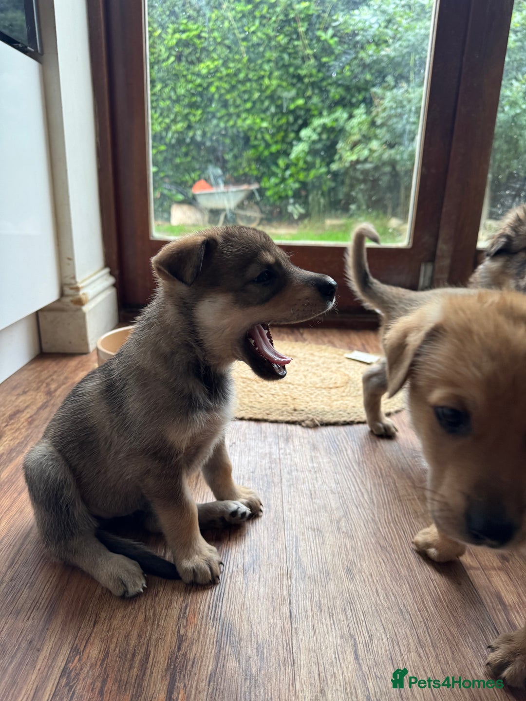 Mixed Breed dogs for sale: Beautiful Inca & handsome Nanuq PUPDATE x4 - Image 34