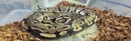 Mixed Breed reptiles for sale: Ball Pythons And Corn Snake For Sale - Advert 12