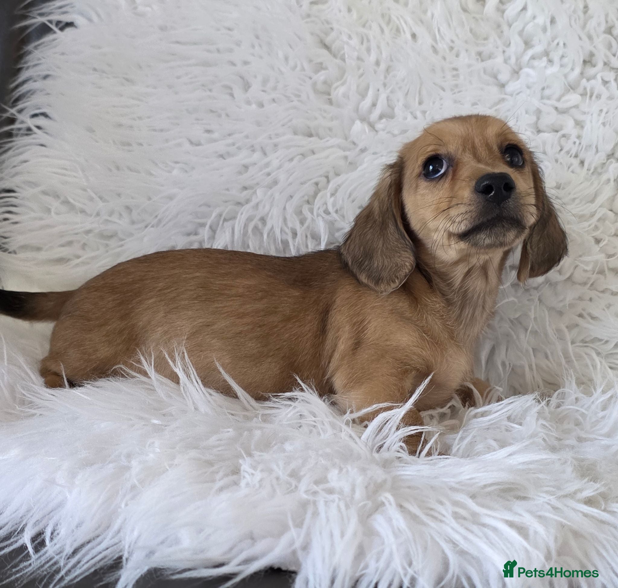 Miniature Dachshund dogs KC reg, 5* Breeder. BOYS ONLY  - Advert 2