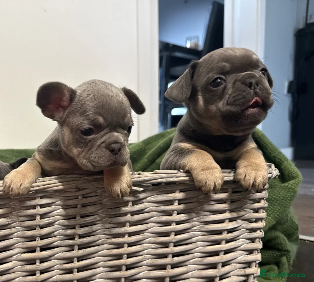 French Bulldog dogs for sale: French Bulldog Puppies✨ - Advert 13