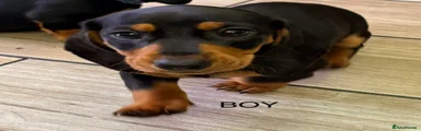 Dachshund 1