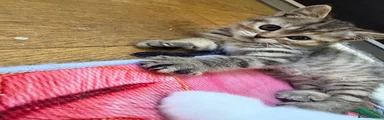 British Longhair 4