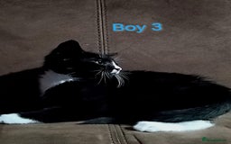 Mixed Breed cats for sale: 🩵kittens 🩵 - Image 7