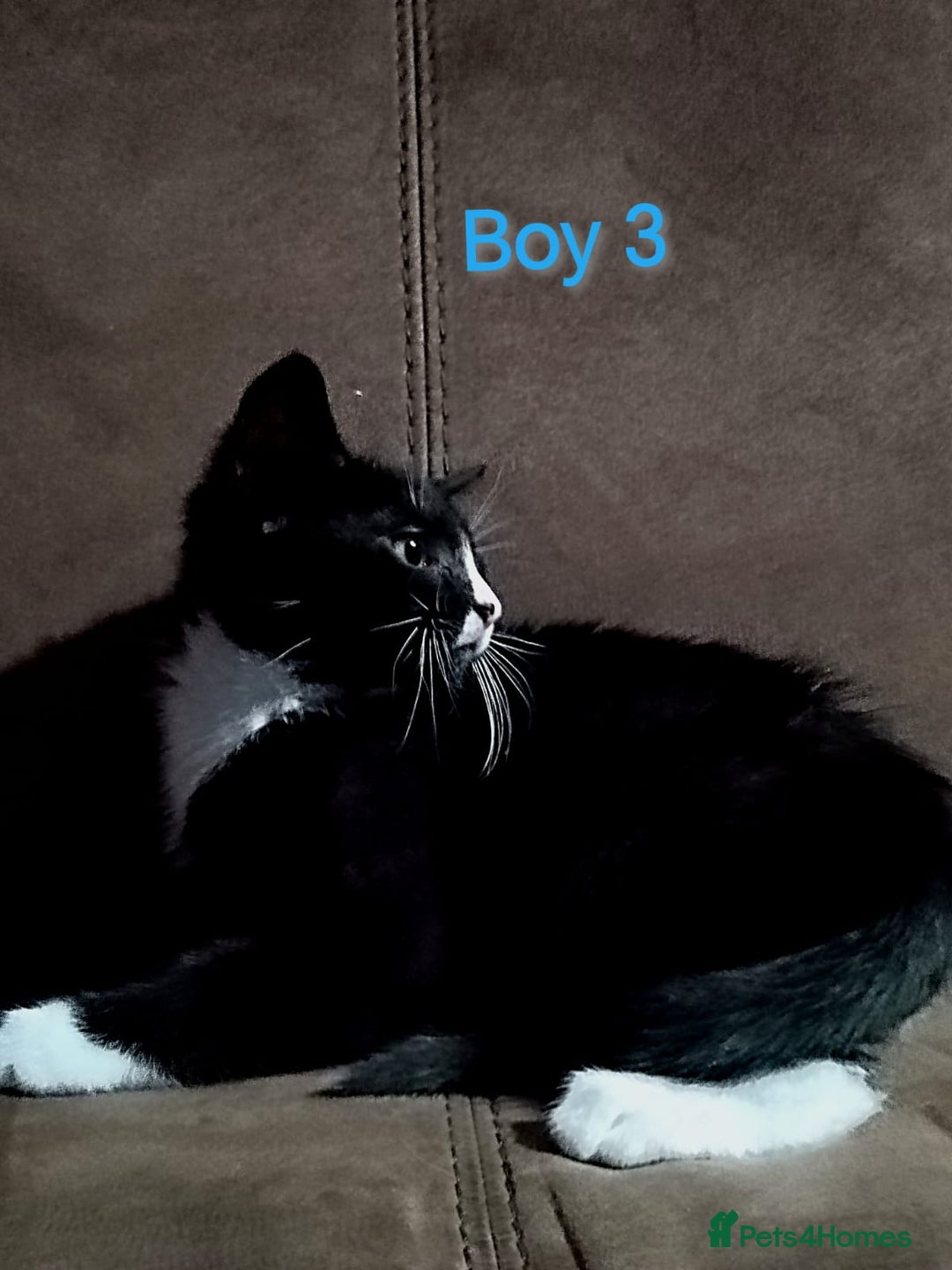 Mixed Breed cats for sale: 🩵kittens 🩵 - Image 7